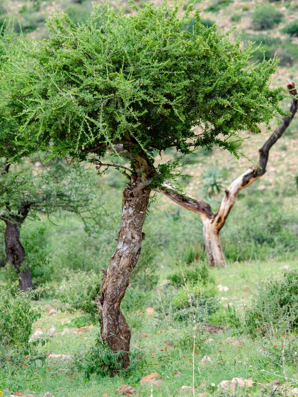ثمار أرڭان على أغصان الشجرة
